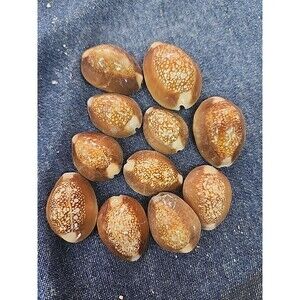 Vintage Estate Find Lot of 11 Assorted Snake Head Cowrie Shells